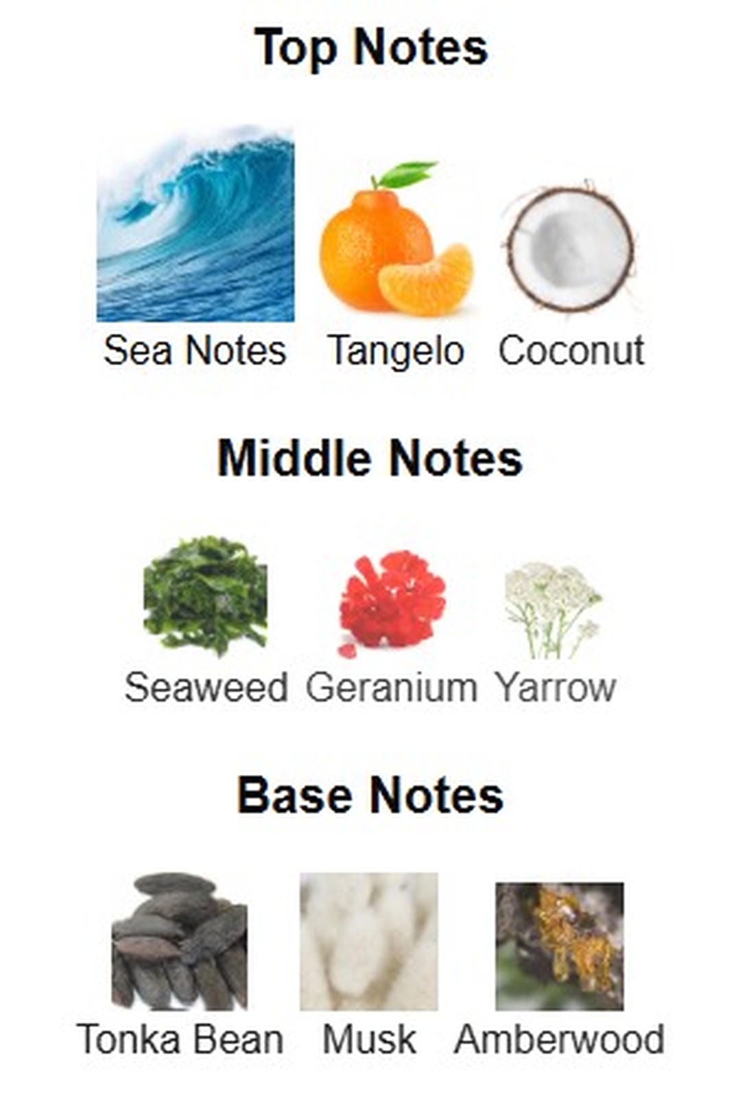 Michael Malul Ocean Noir EDP